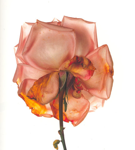 Irving Penn flower2 stella telegraph top 50 found bath boutique designer shop